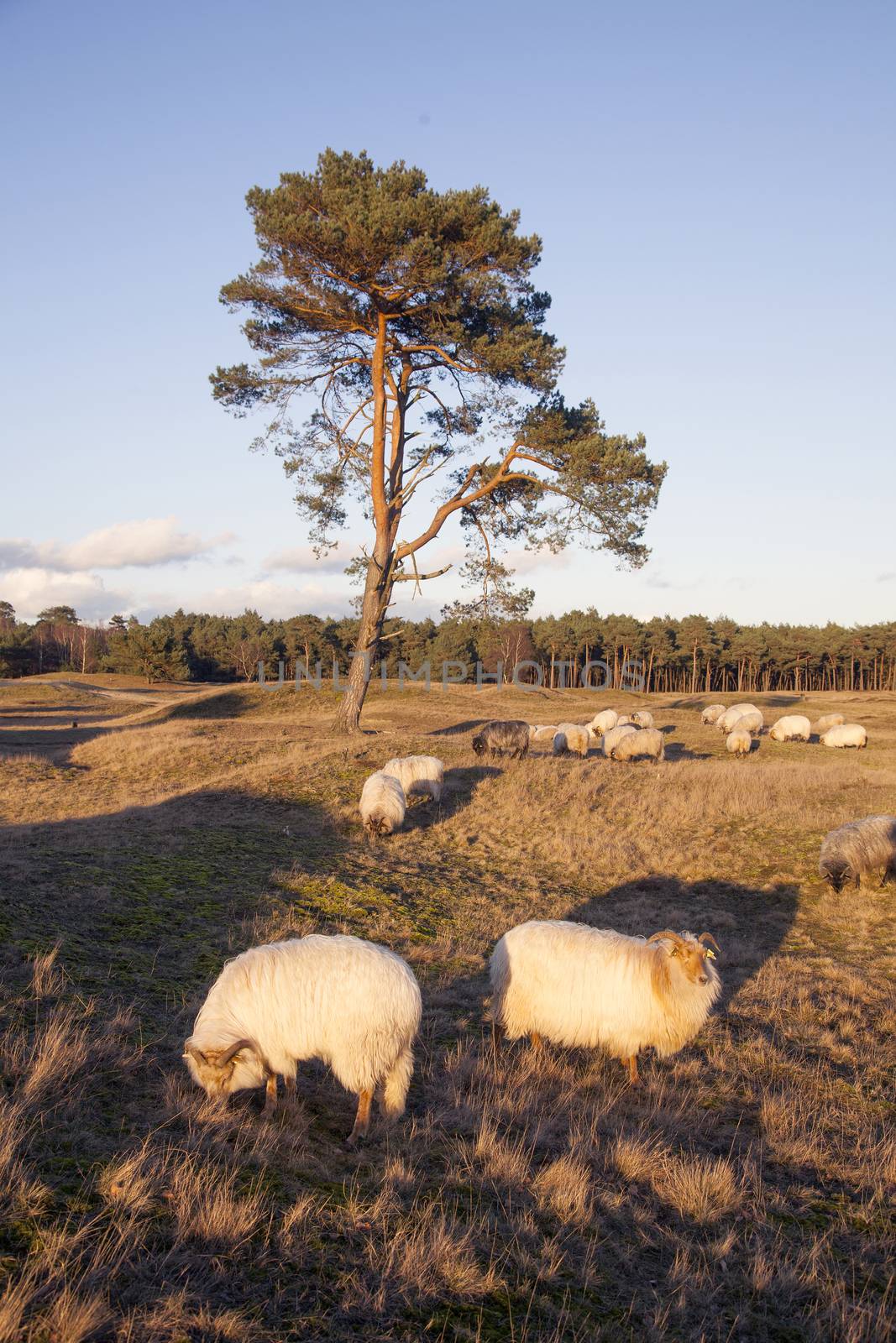 flock of sheep on the moor near Zeist and utrecht in the netherl by ahavelaar