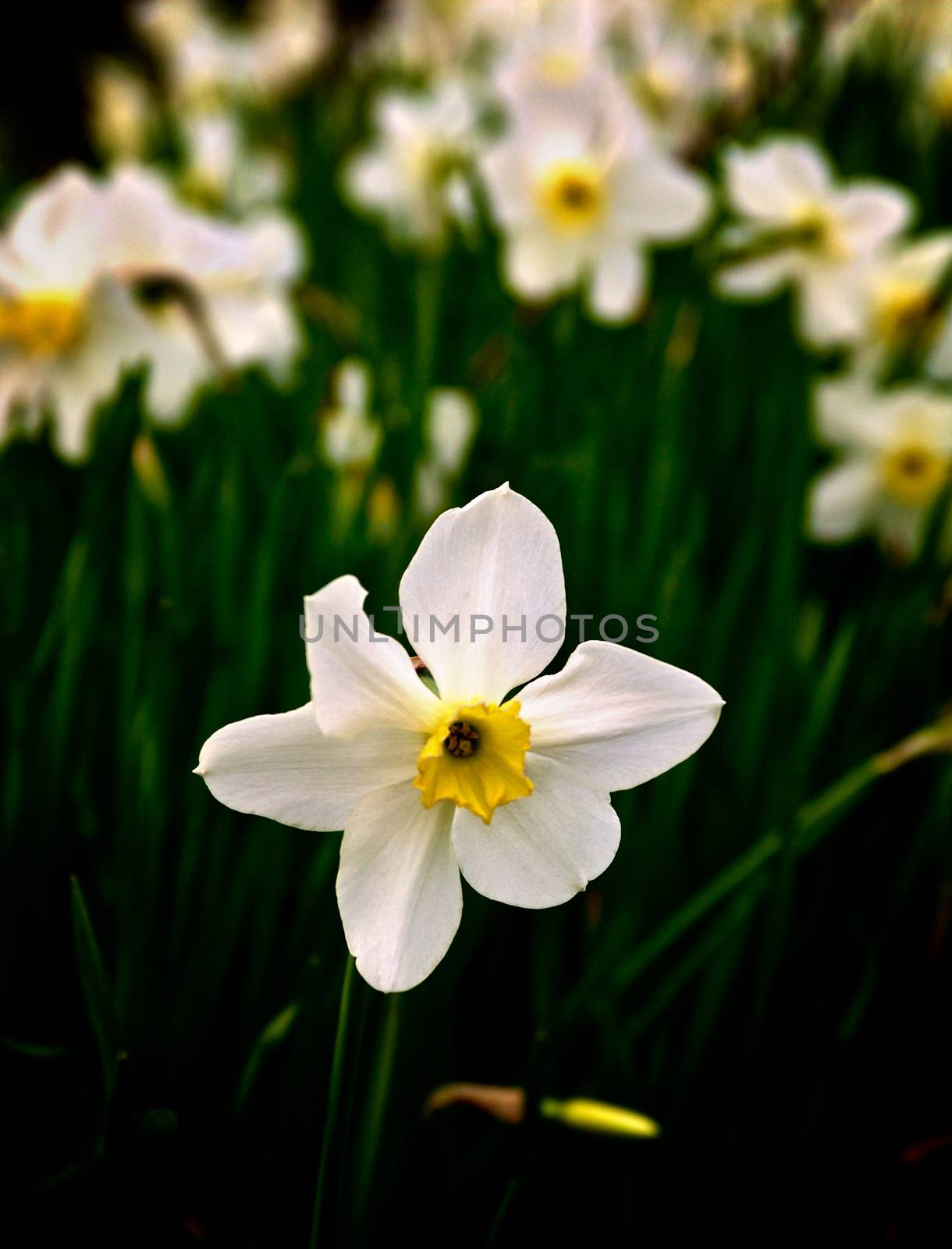Beauty White Spring Daffodil closeup in Natural Environment on Blurred Daffodils background