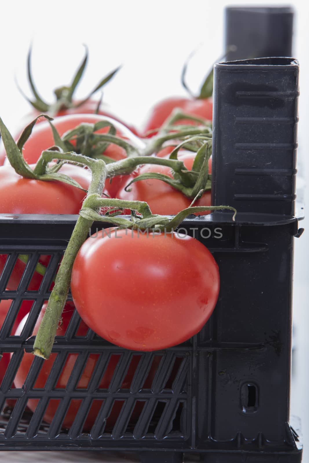 fresh tomato