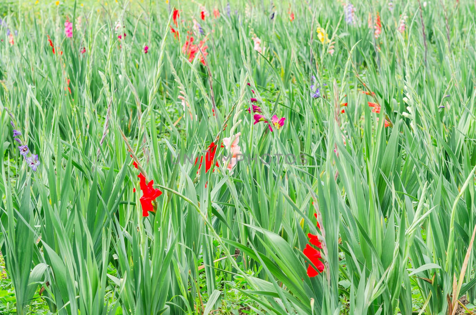 Beautiful field with many colorful flowers.