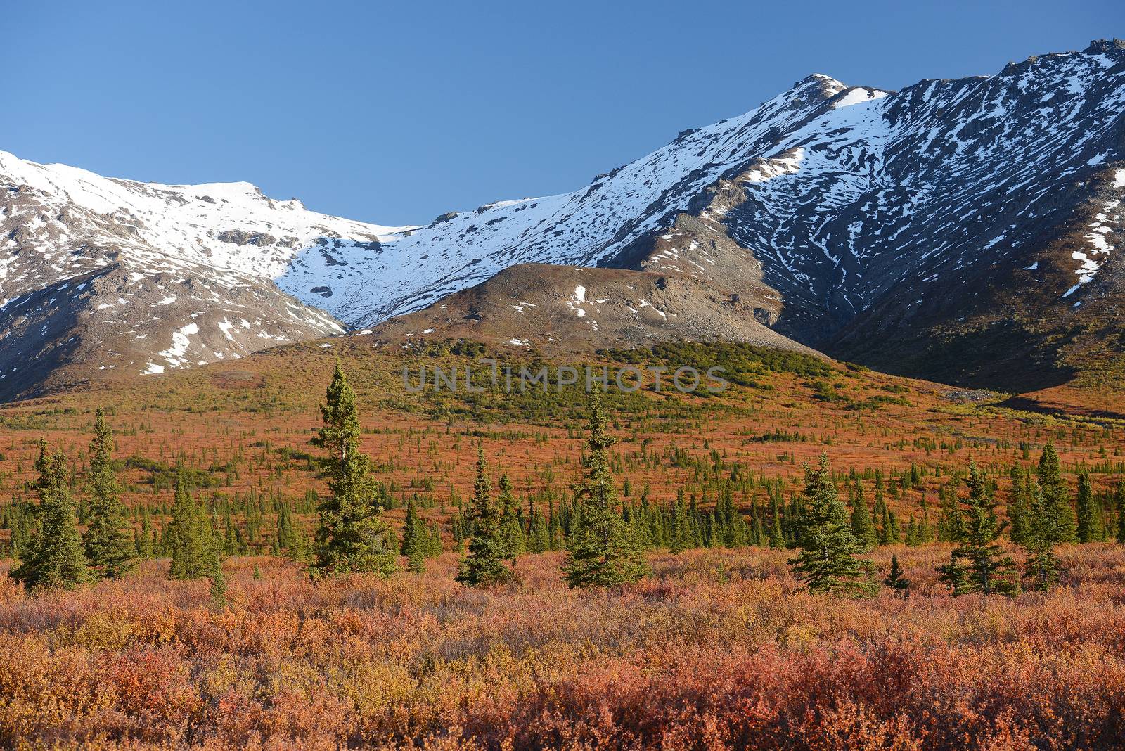 autumn color in denali tundra