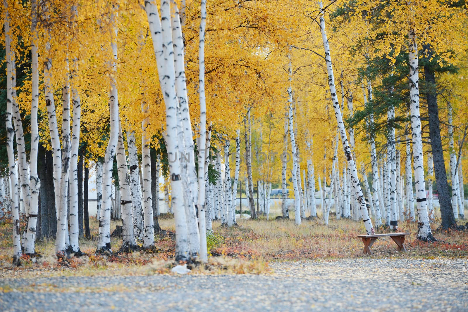 fall color of aspen tree in alaska