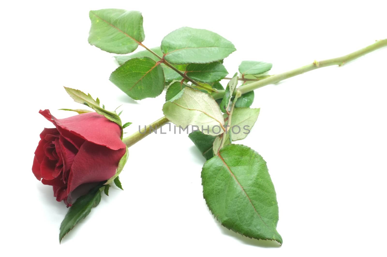 Natural red and pink rose