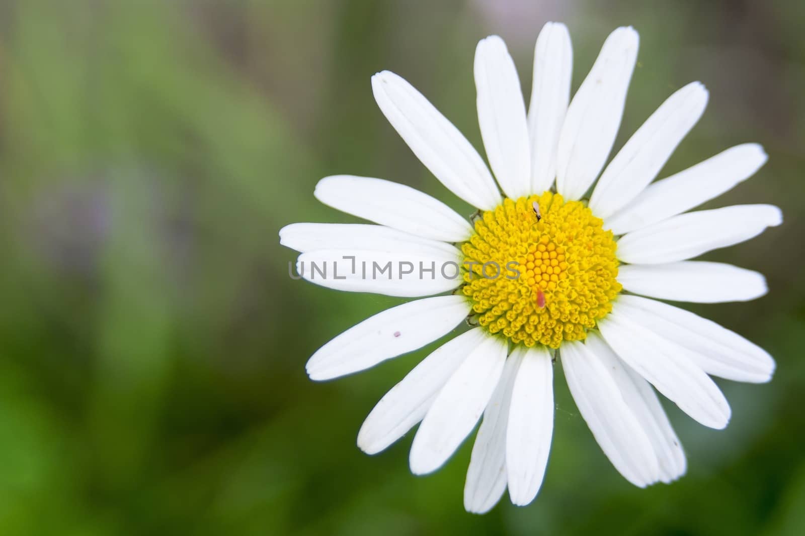 Nice flower with white yellow blossom with blurred background.