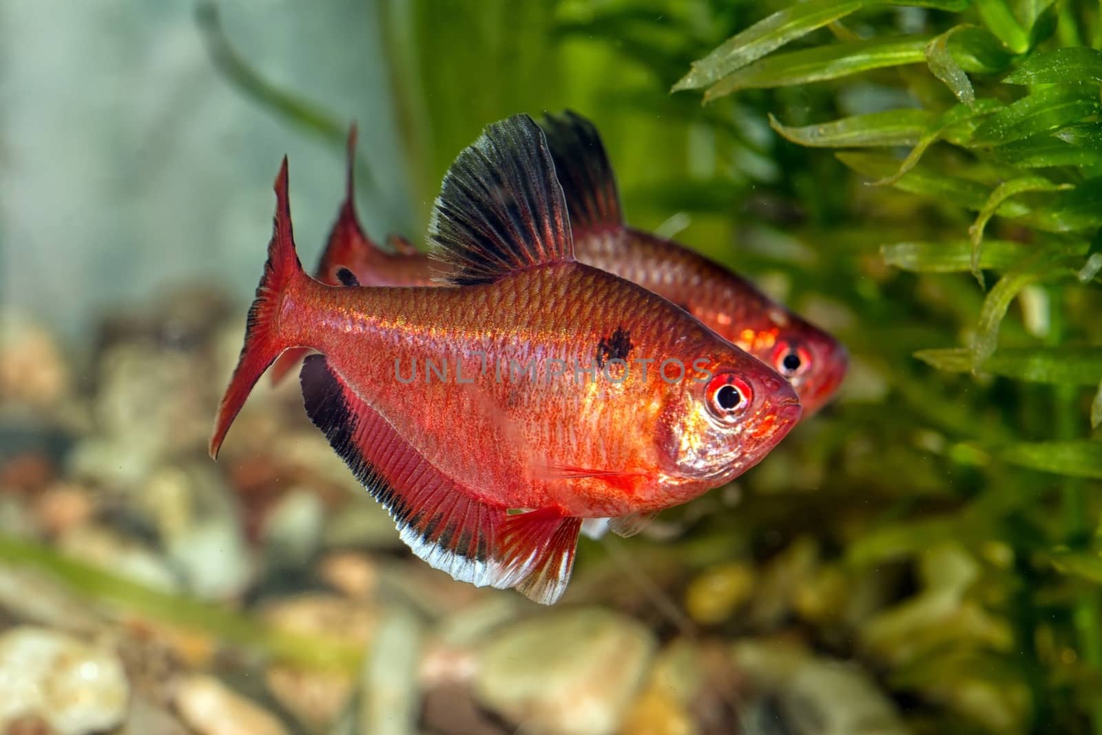 Tropical freshwater aquarium fish from genus Hyphessobrycon.