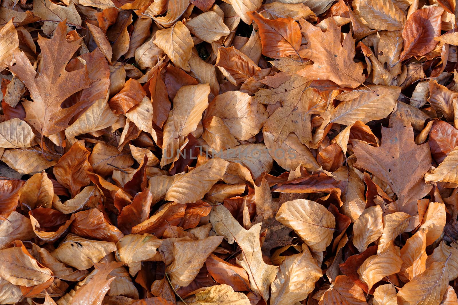 Autumn leafs by neryx