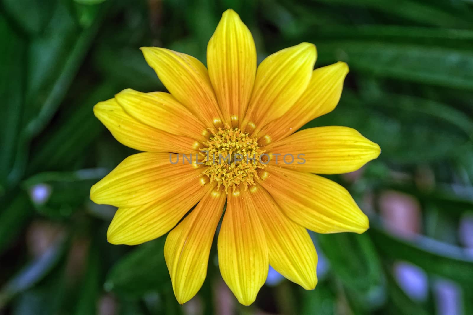 Nice yellow blossom with blurred green background.