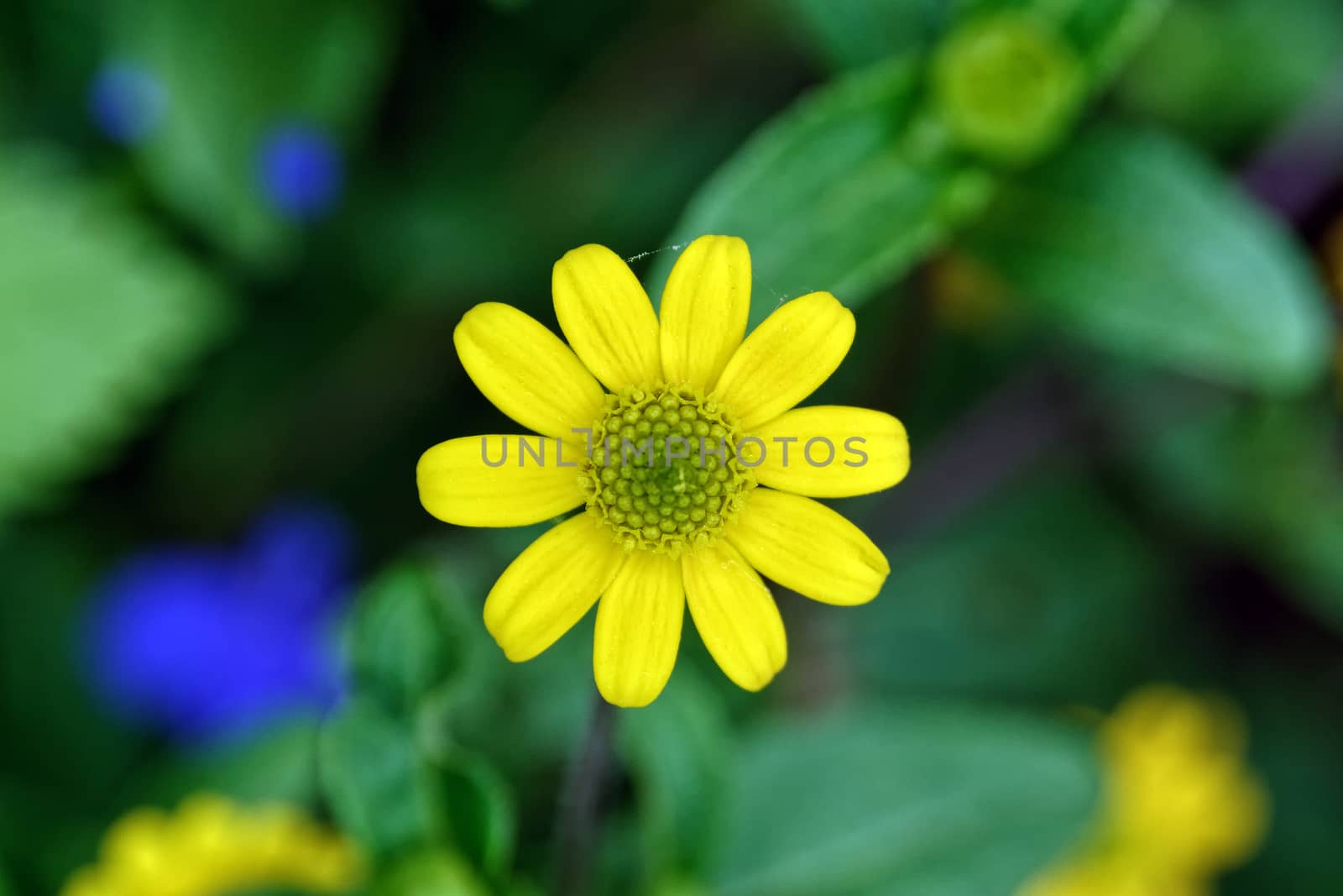Nice yellow blossom with blurred green background.