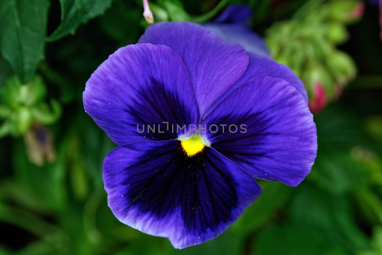 Nice violet blue blossom with yellow center.