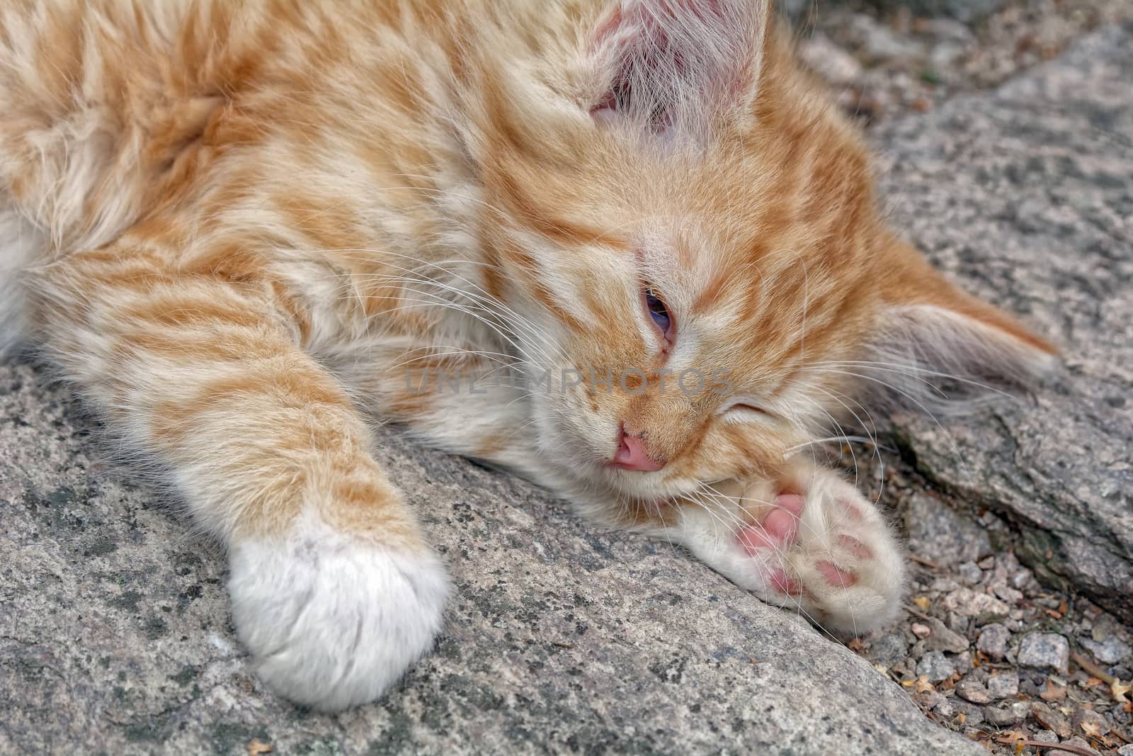 Nice rusty sleeping kitten on the stone.