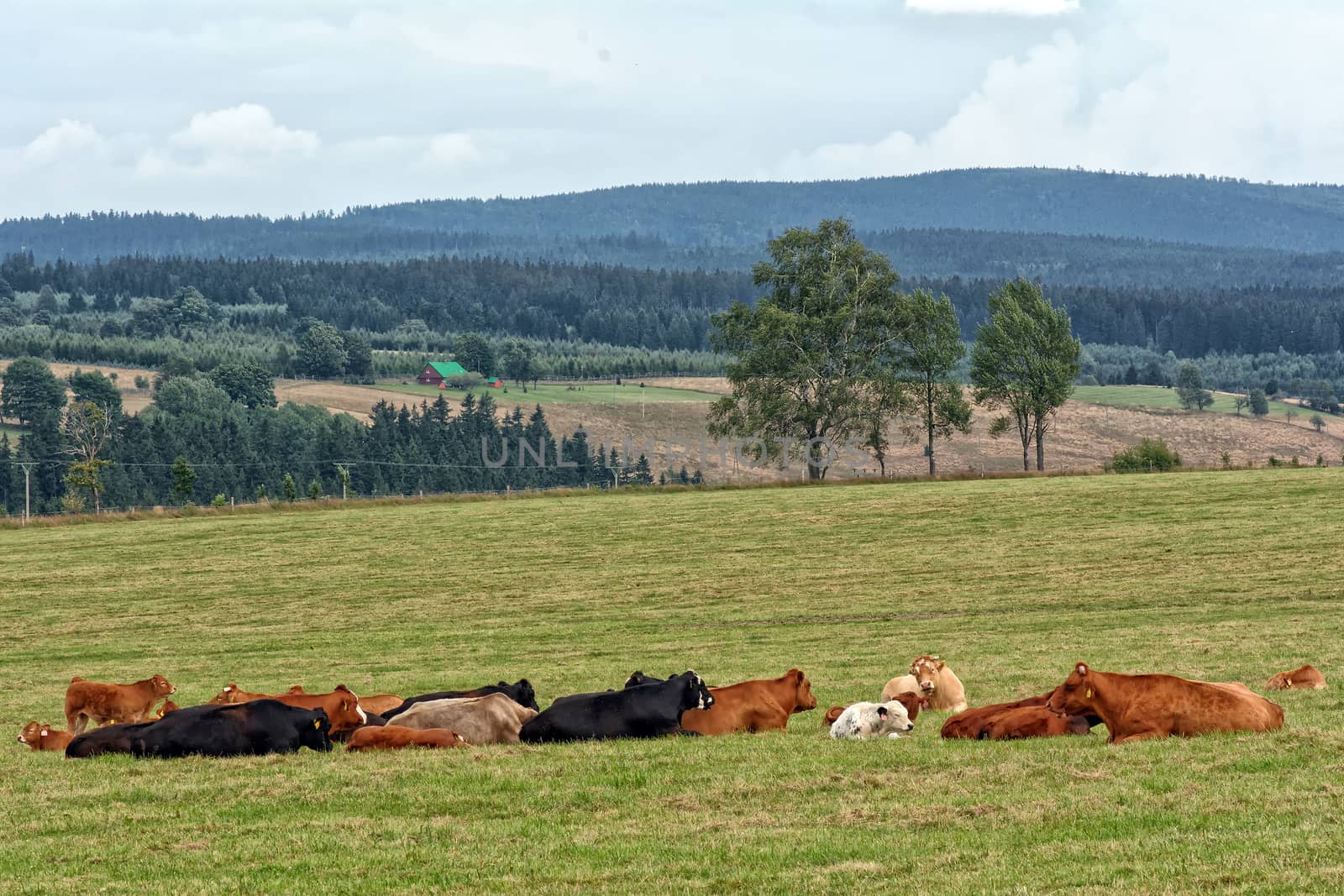 Herd of cows on pasture in zhe mountains.