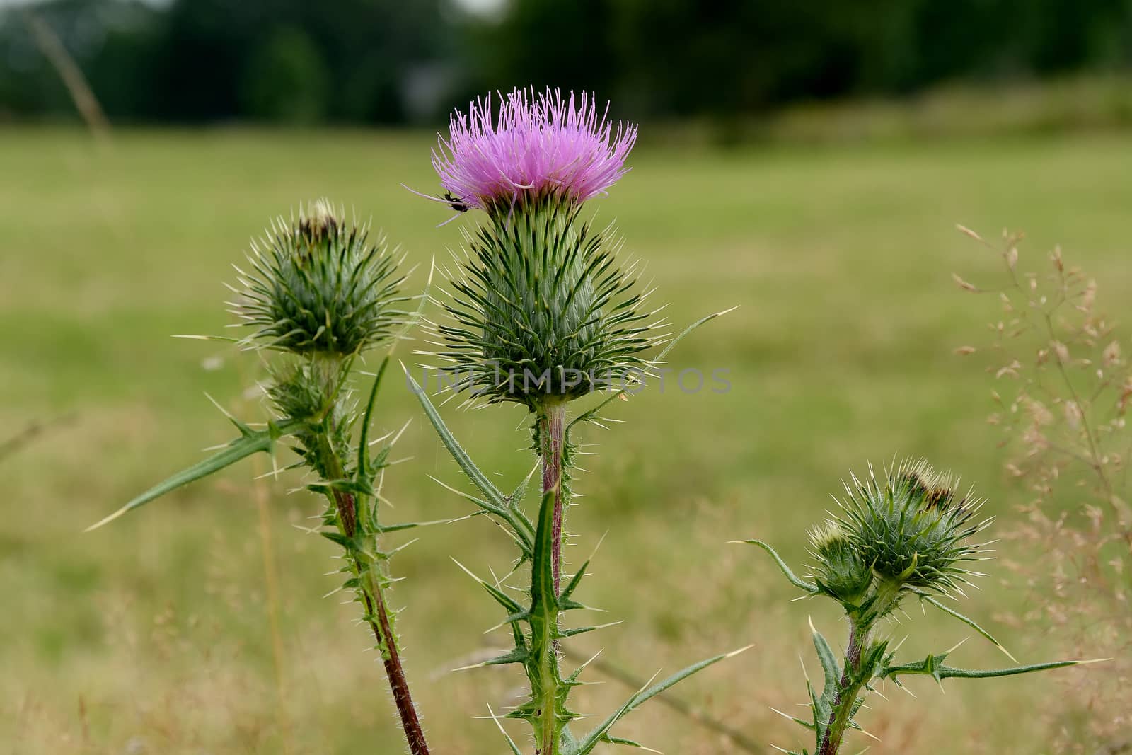 Thistle blossoms with nice green background.