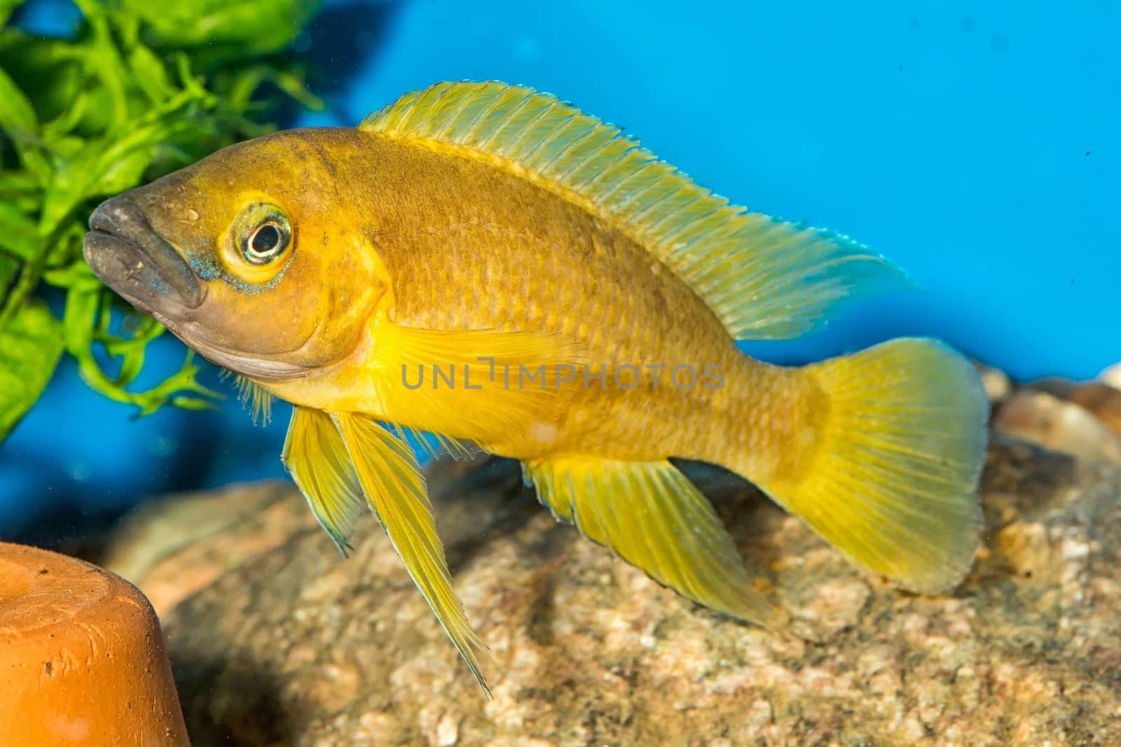 Tropical freshwater aquarium fish from genus Neolamprologus.