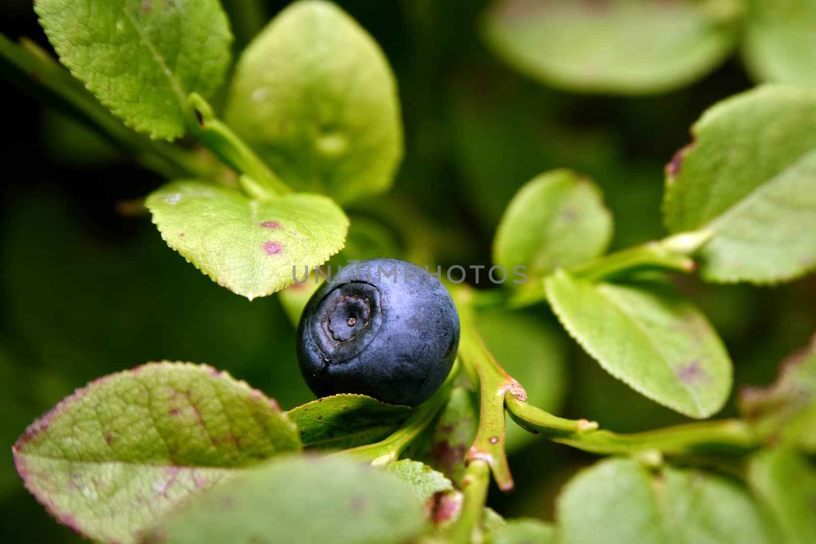 Ripe blueberries by neryx