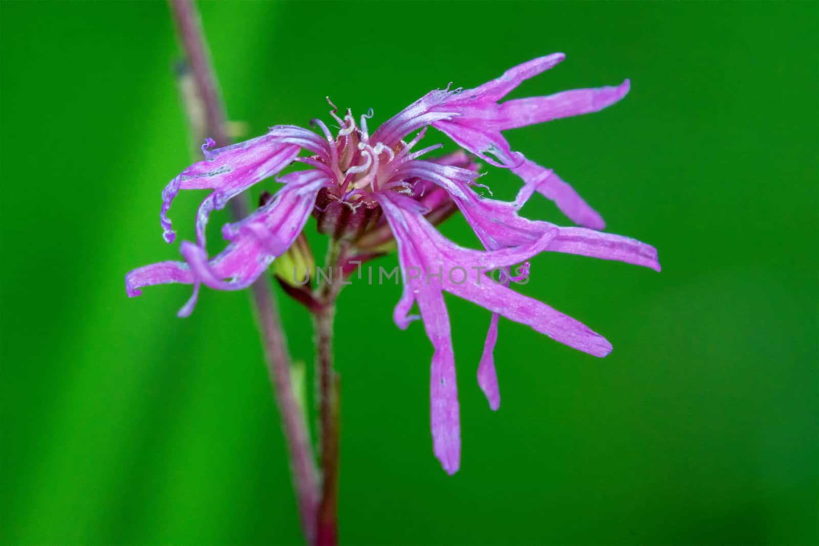 Violet flower by neryx