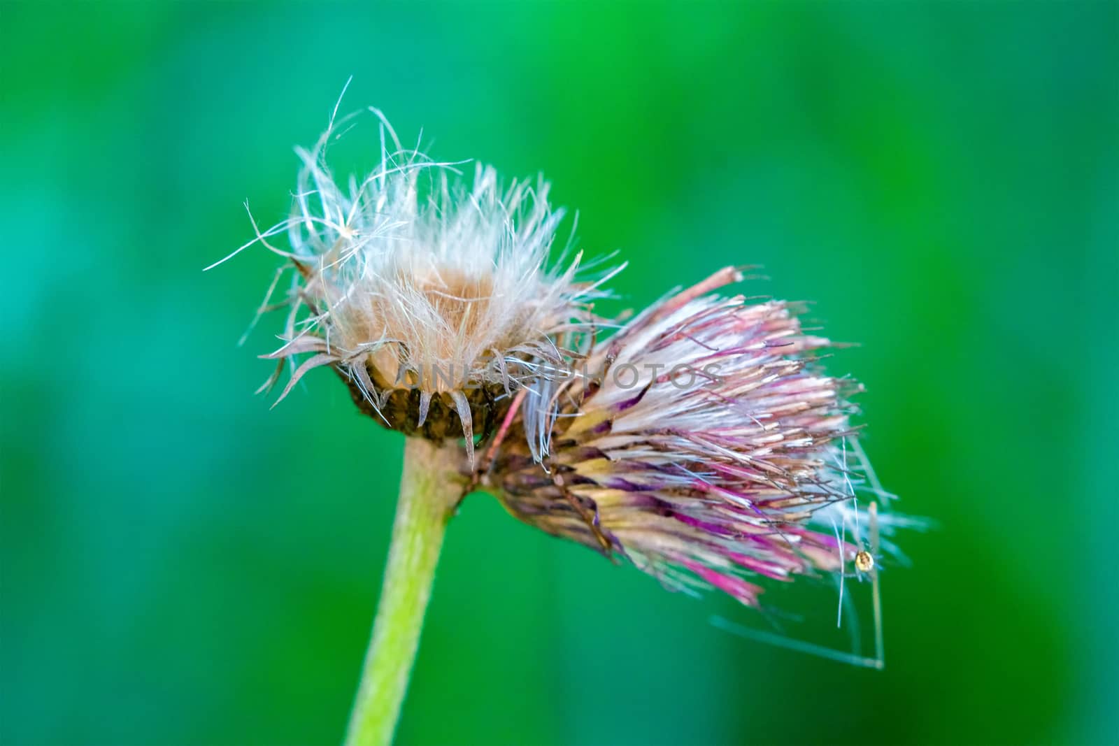 Flower Thistle on a green blurred background