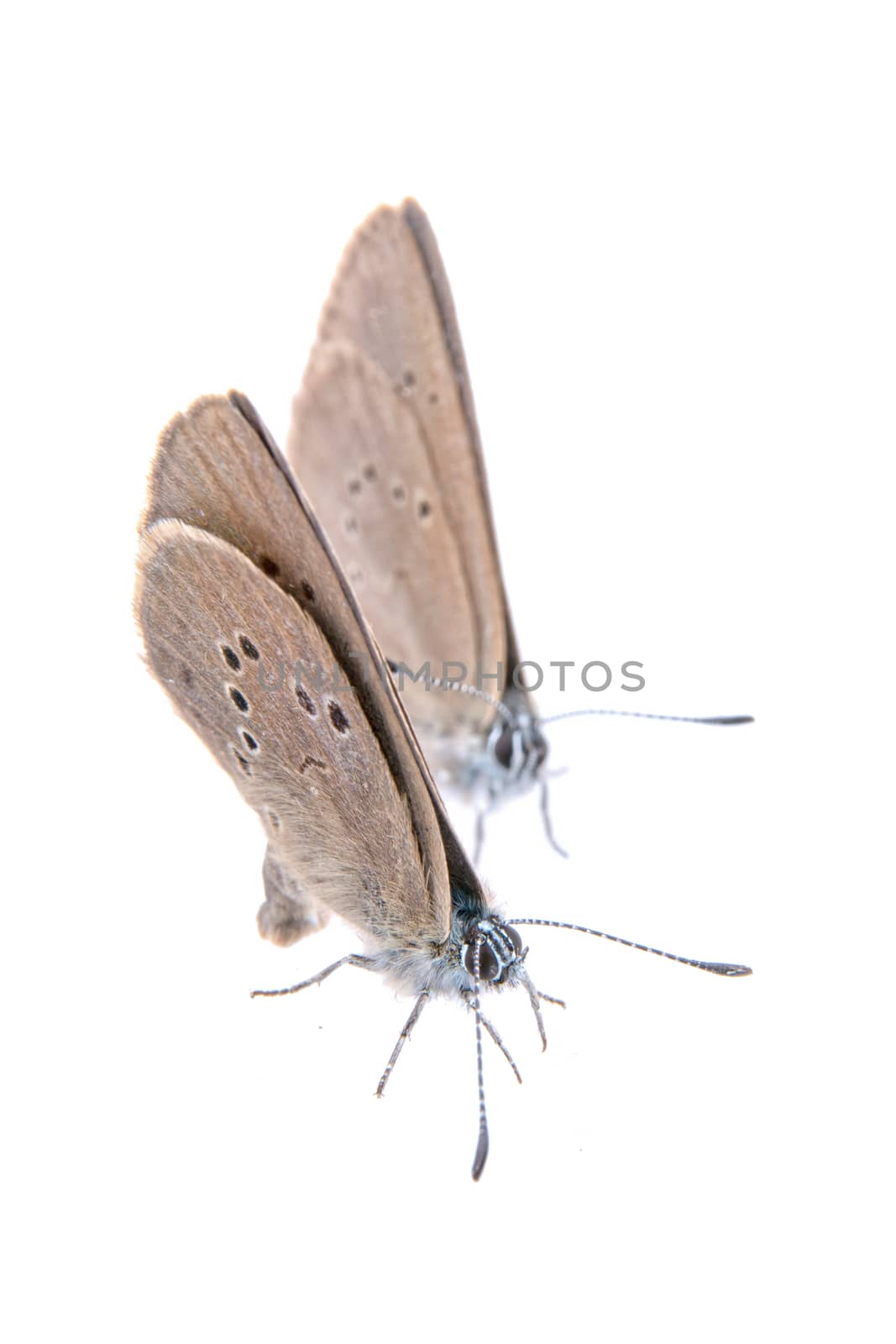 Two brown butterflies isolated on a black background