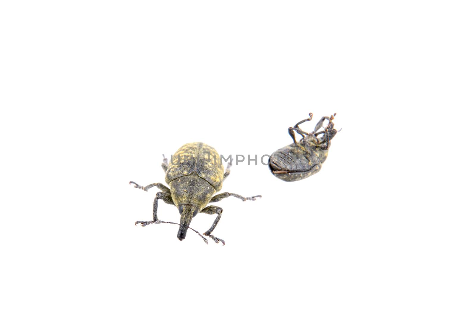 Black bugs isolated on a white background