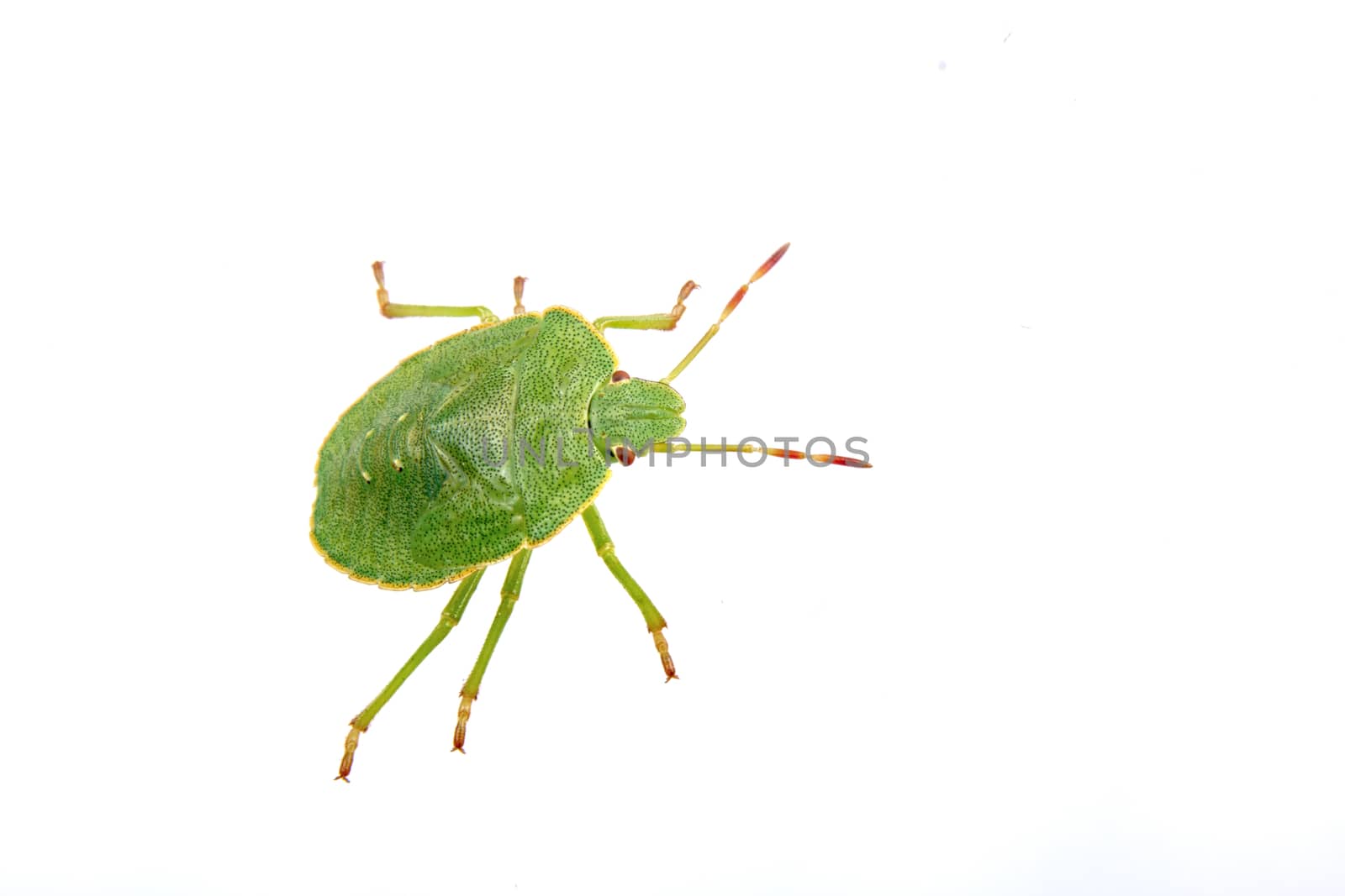 Green shield bug on a white background by neryx