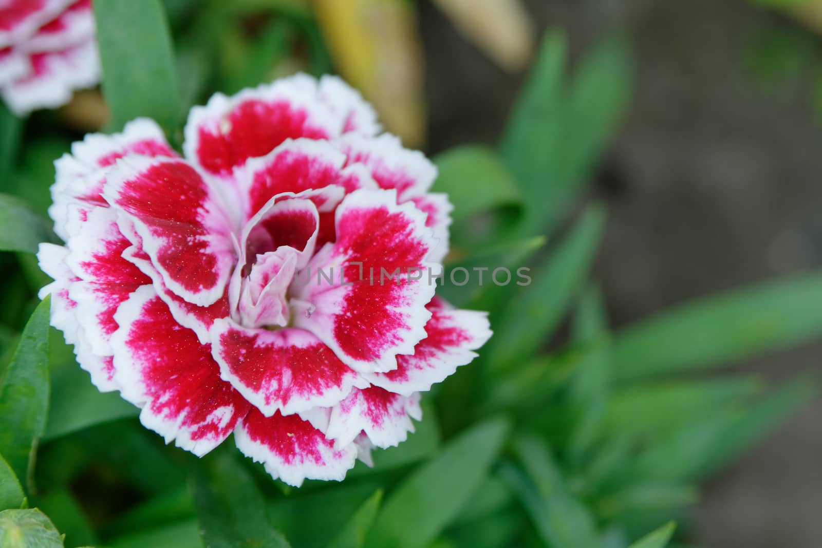 White red carnation blossom with blurred background.