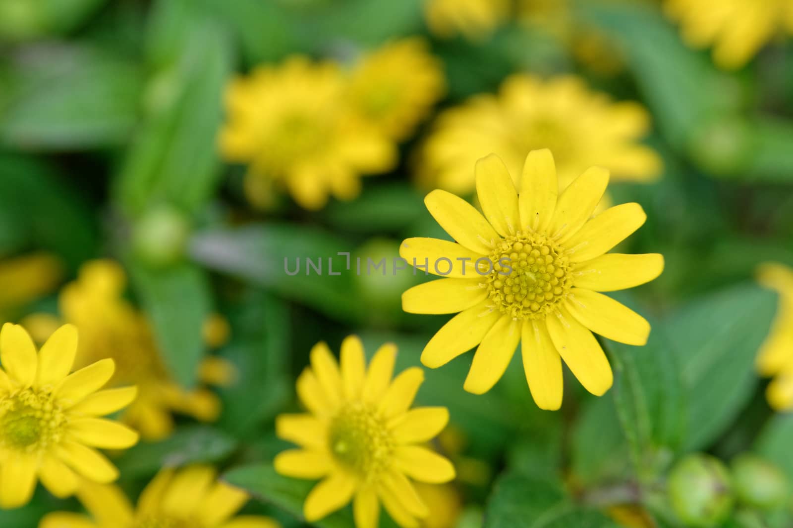 Yellow blossoms on the nice blurred background.