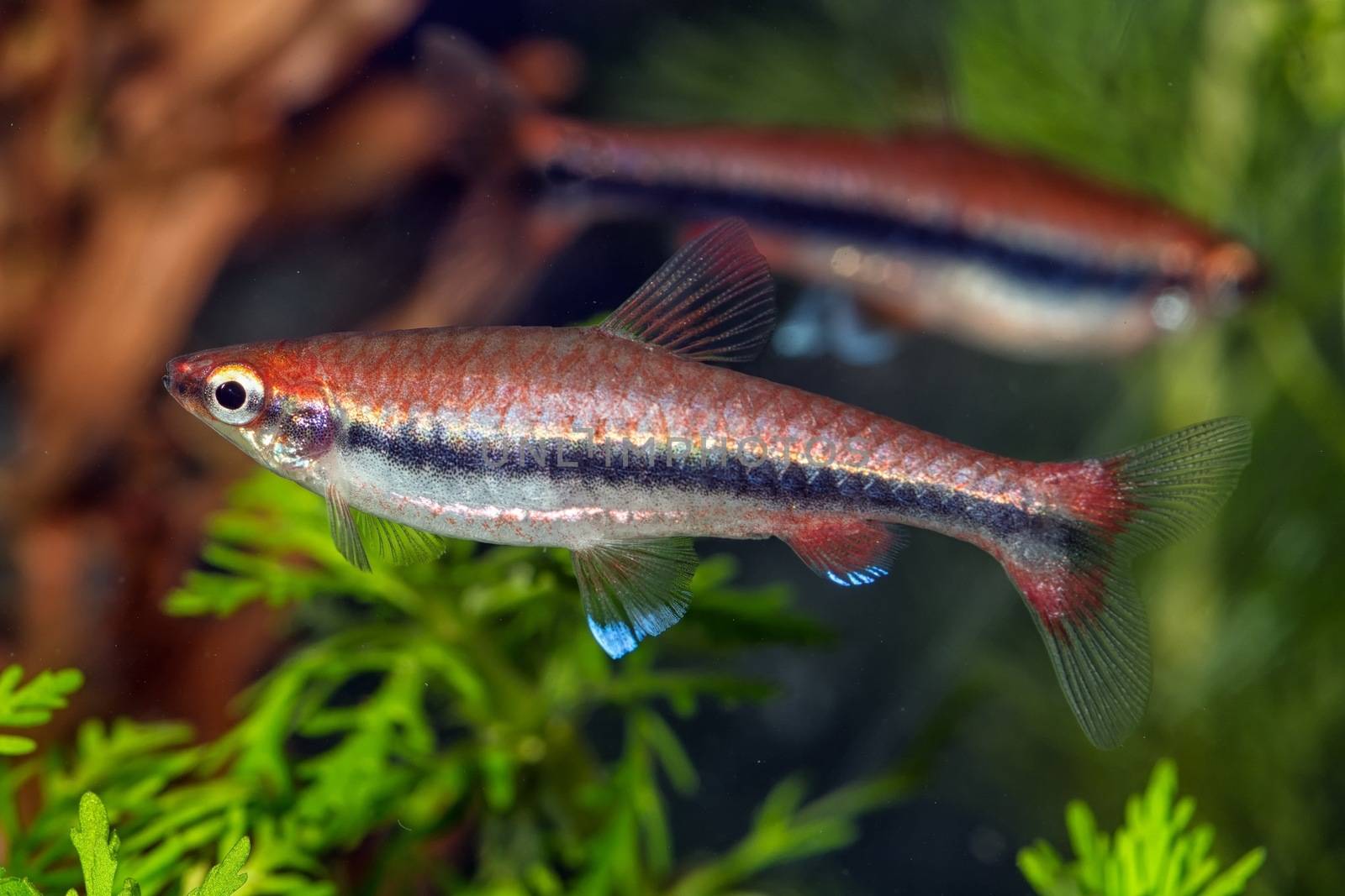 Tropical freshwater aquarium fish from genus Nannostomus.