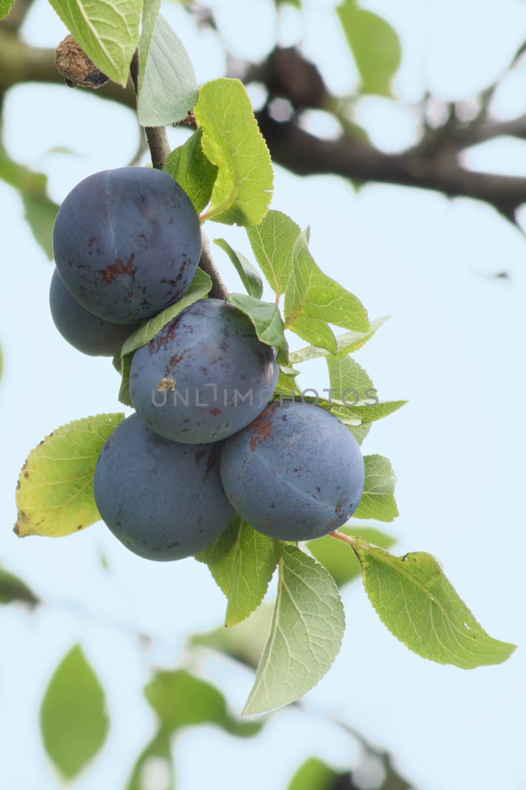 Five ripe plums on a branch.