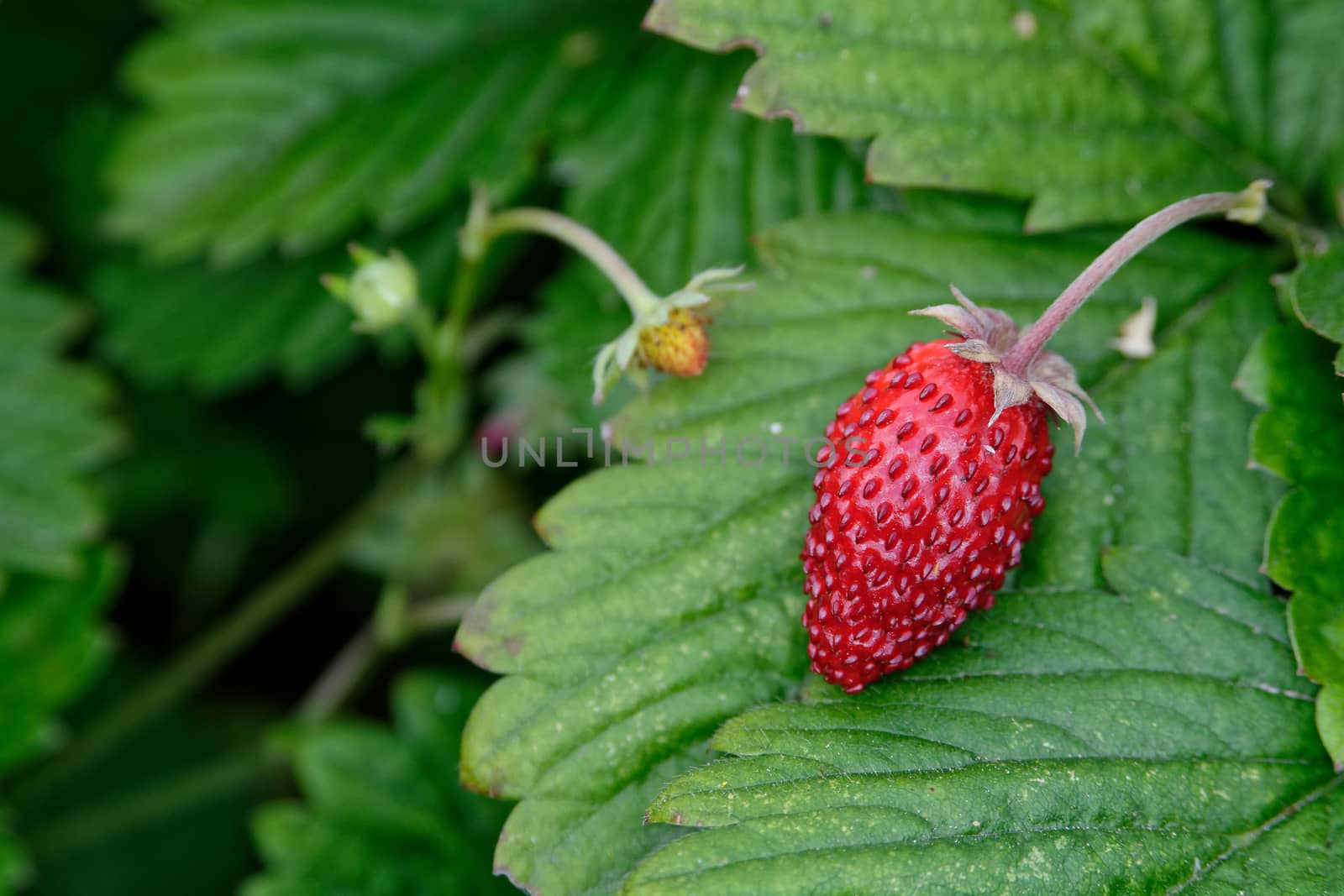 Strawberry by neryx