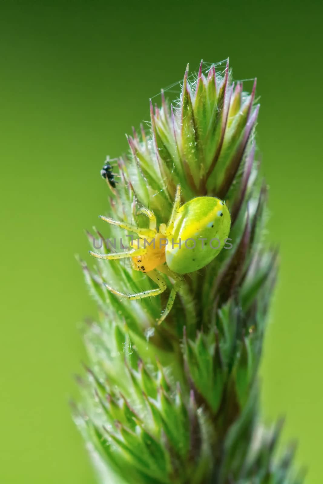 Green spider on a flower with green background by neryx