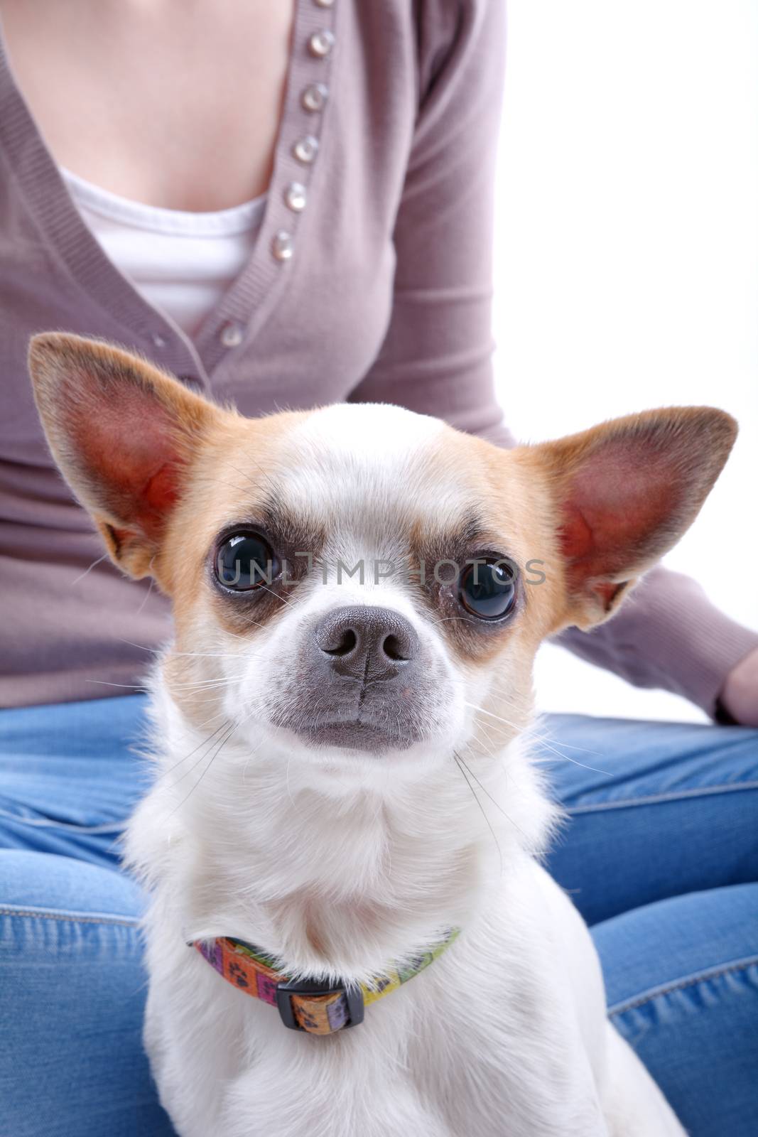 Small dog with blurred woman in a background