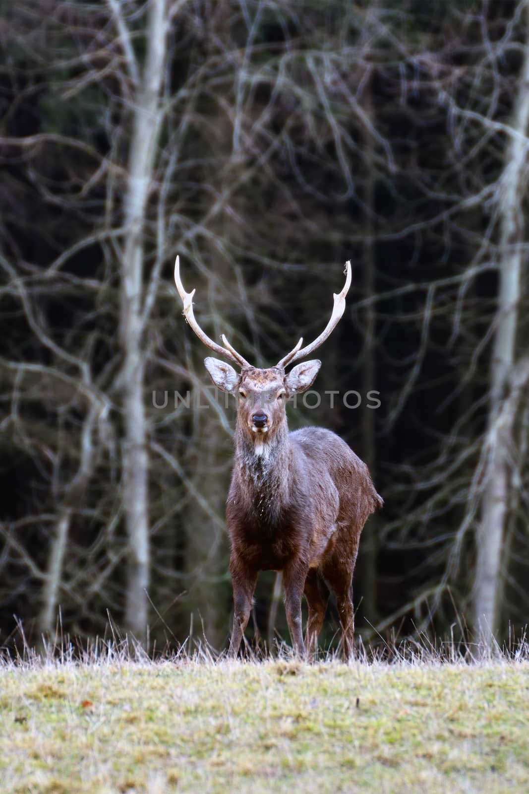 Deer standing in a meadow near the forest