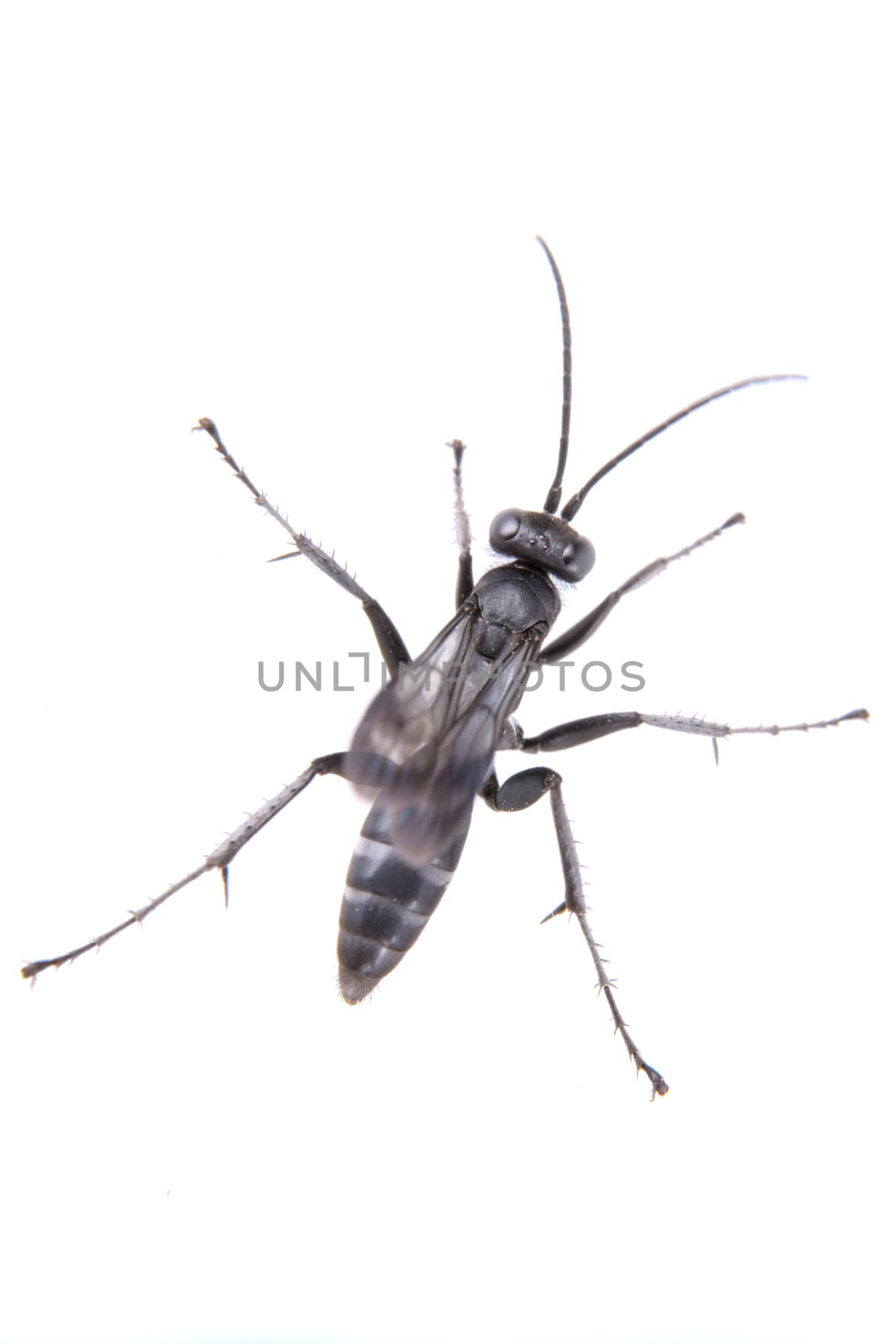 Black insect isolated on the white background