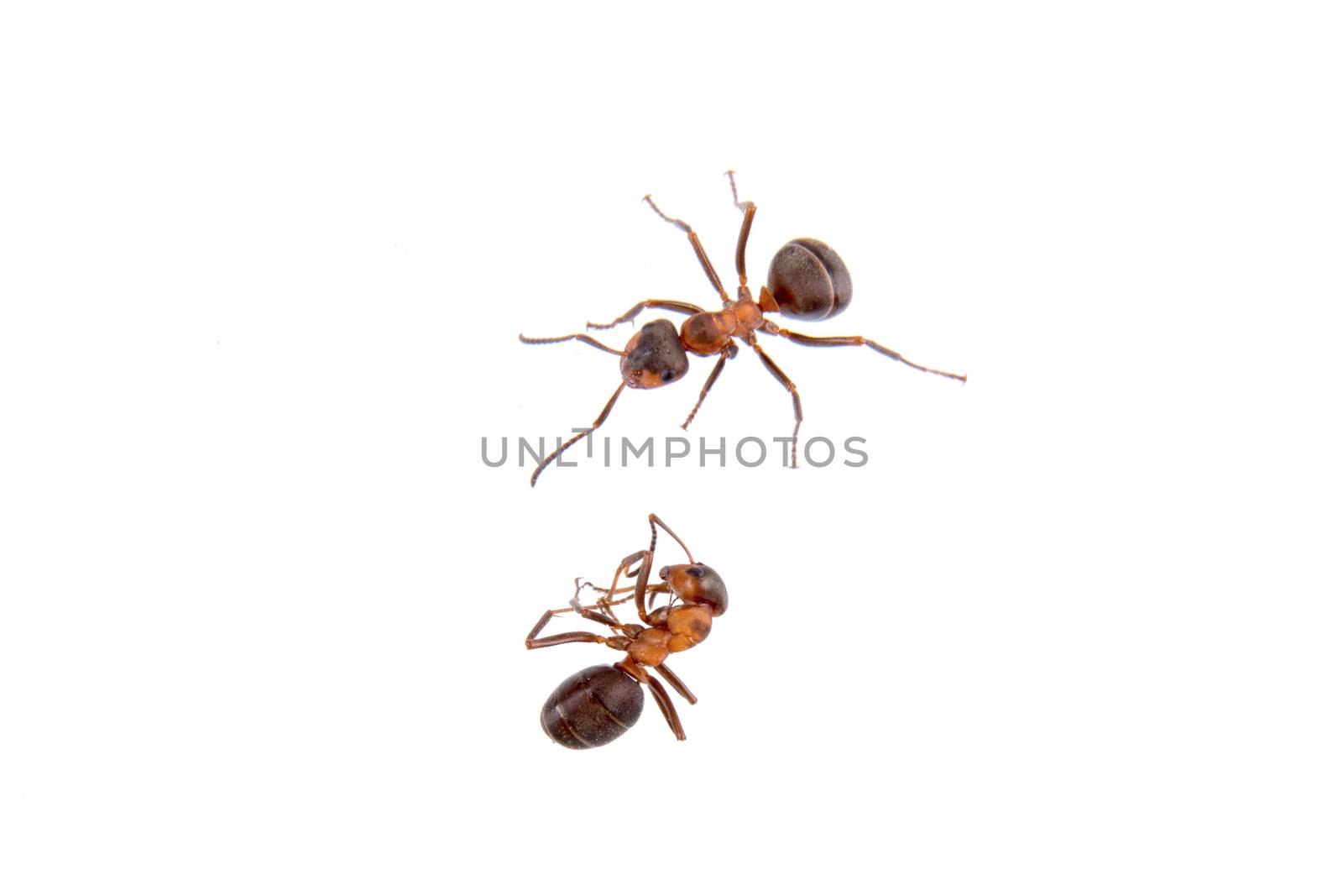 Ants isolated on a white background