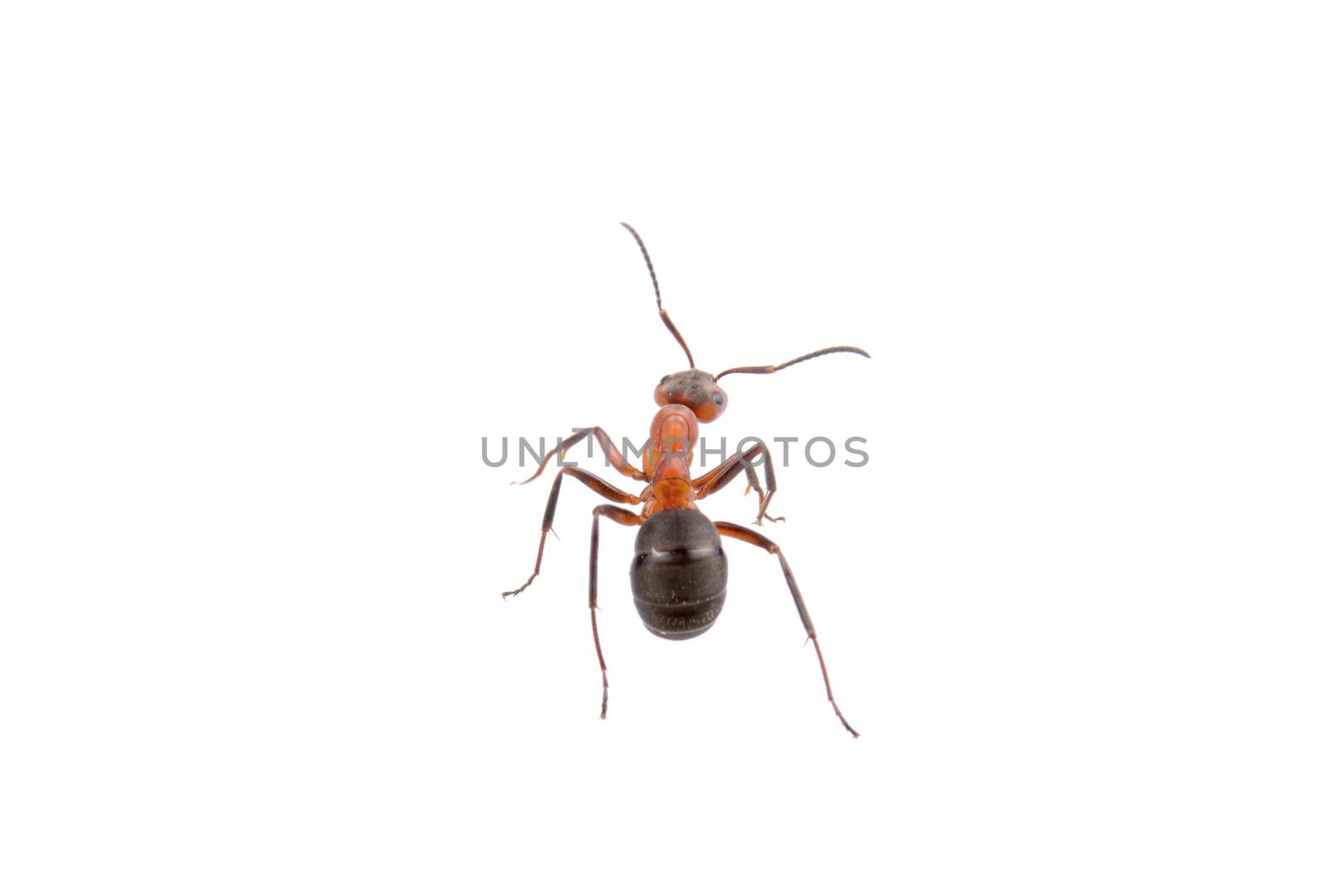 Brown ant isolated on a white background