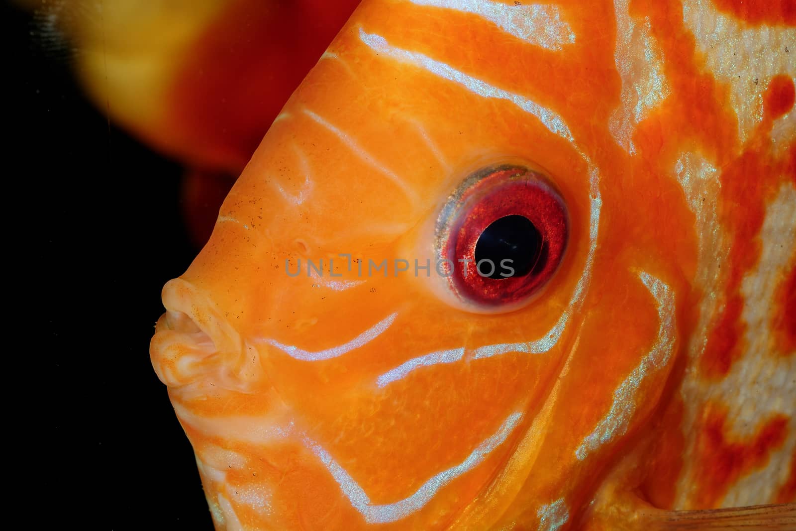 Very nice portrait of orange discu fish.