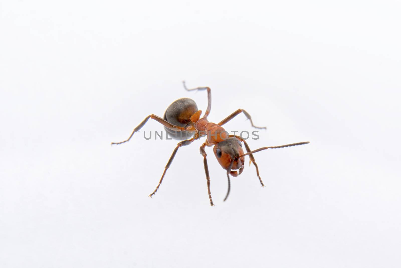 Brown ant on a white background by neryx