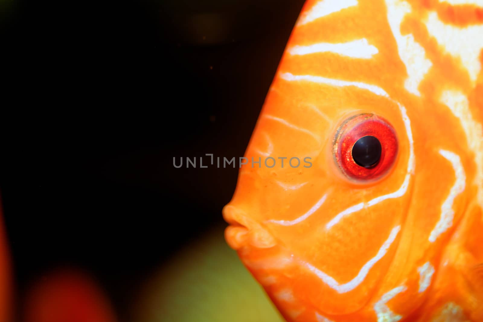 Very nice portrait of orange discu fish.
