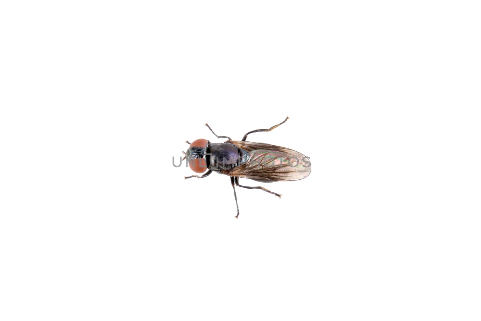 Fly isolated on a white background