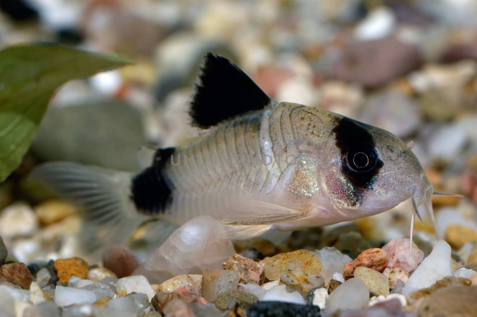 Corydoras fish on the bottom and in the aquarium.