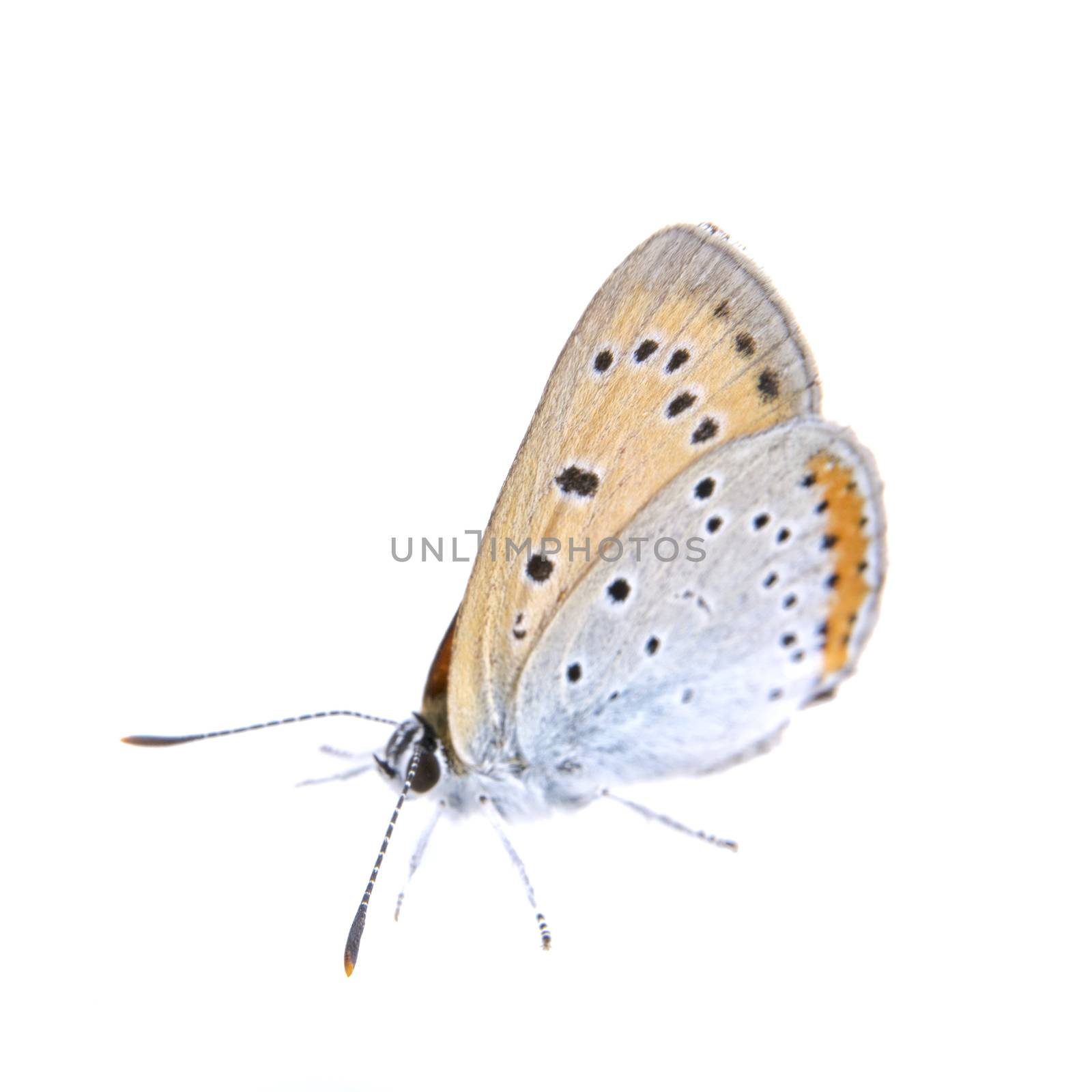 Colored butterfly sitting isolated on the white background