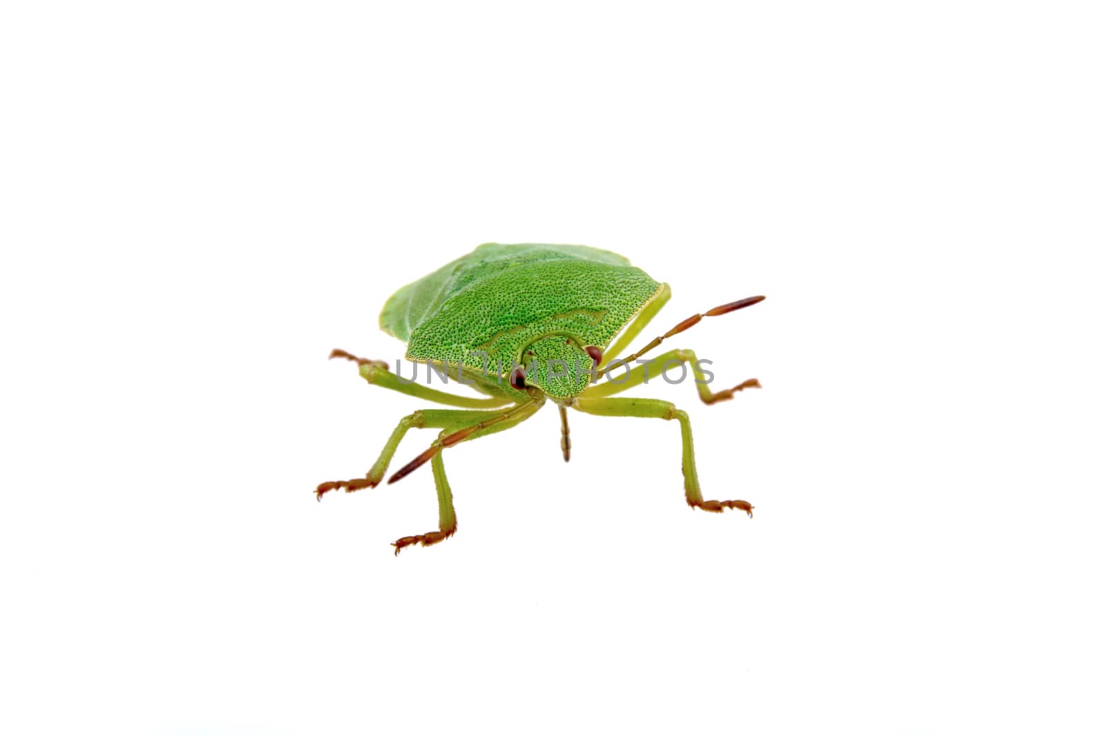 Green shield bug isolated on a white background