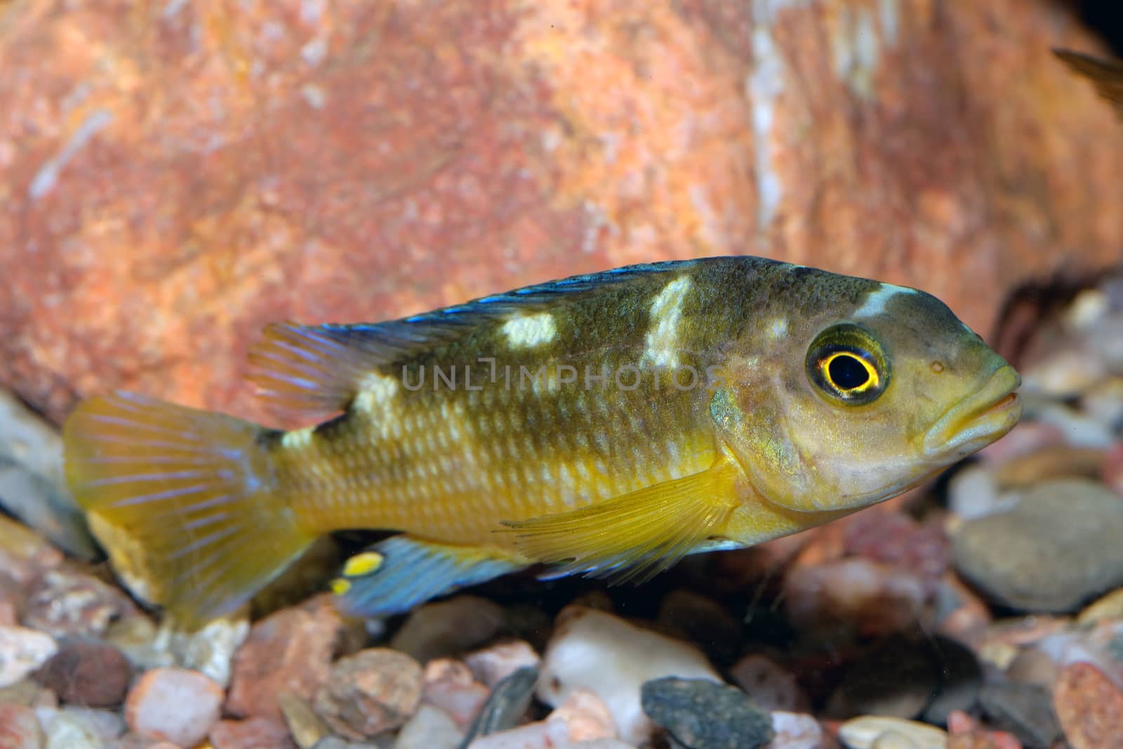Nice brown yellow cichlid fish from genus Pseudotropheus.