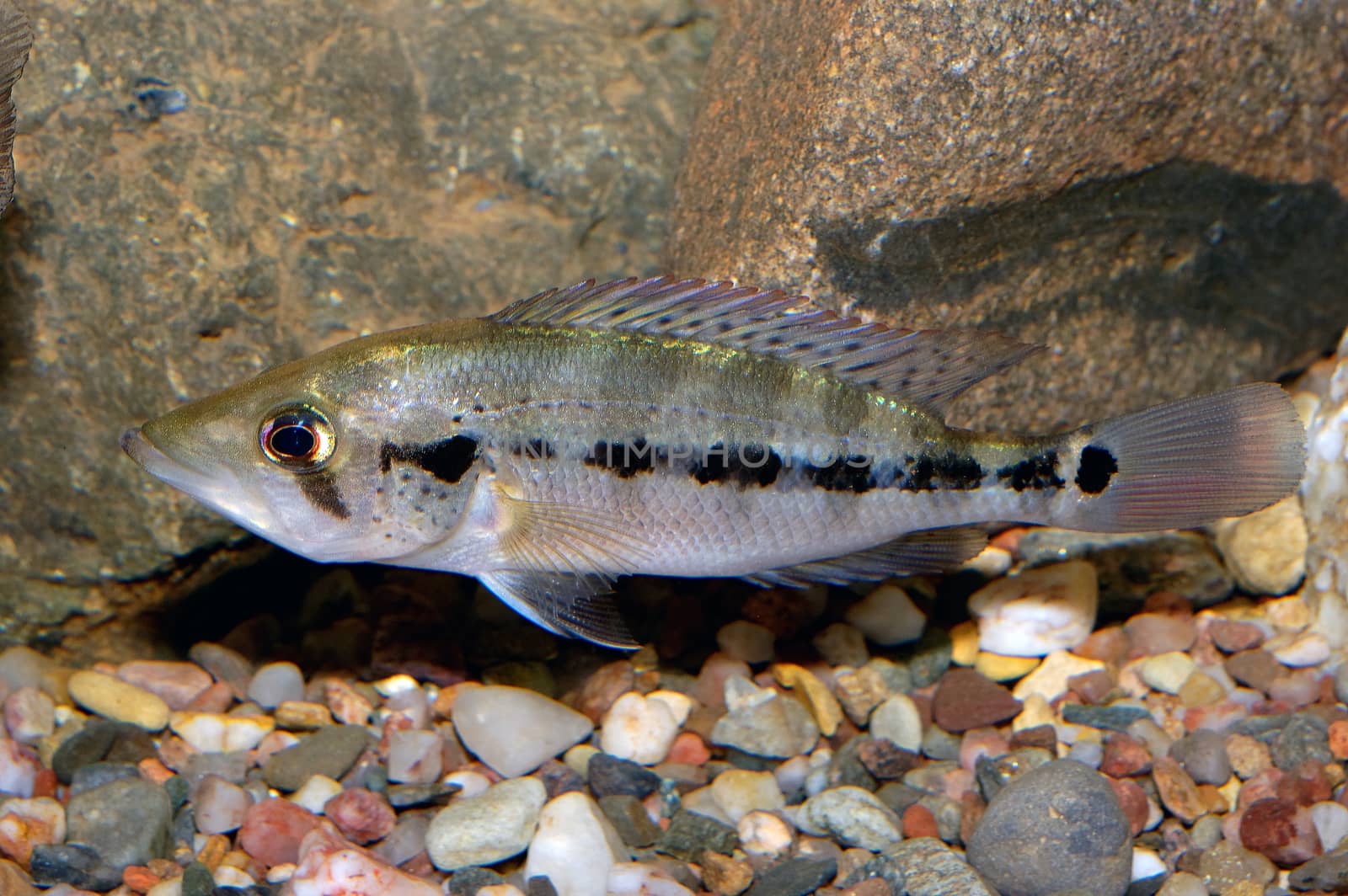Nice grey cichlid fish from genus Petenia.