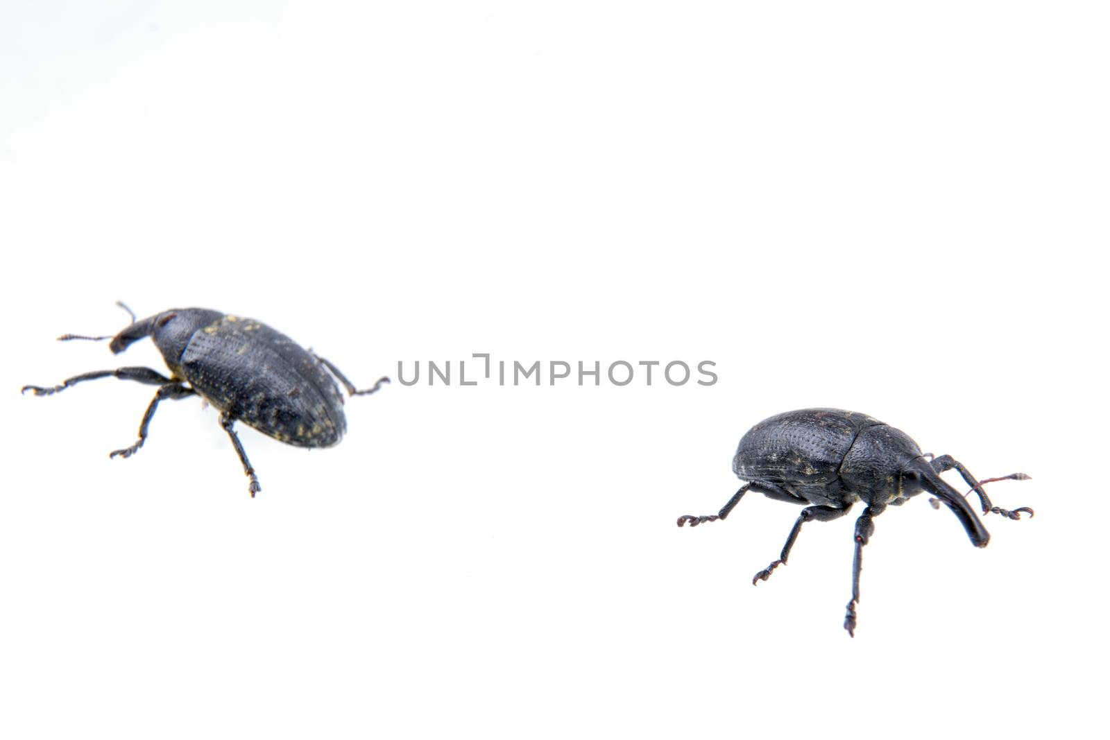 Two black bugs isolated on a white background