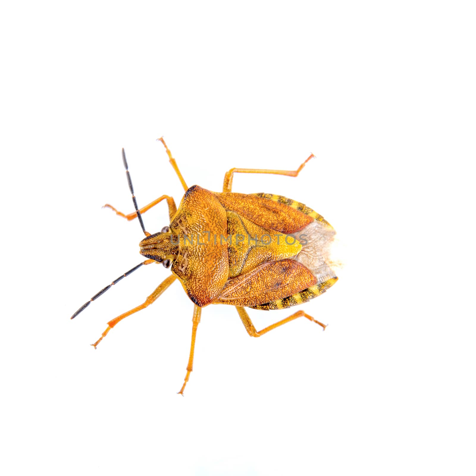 Orange shield bug isolated on a white background