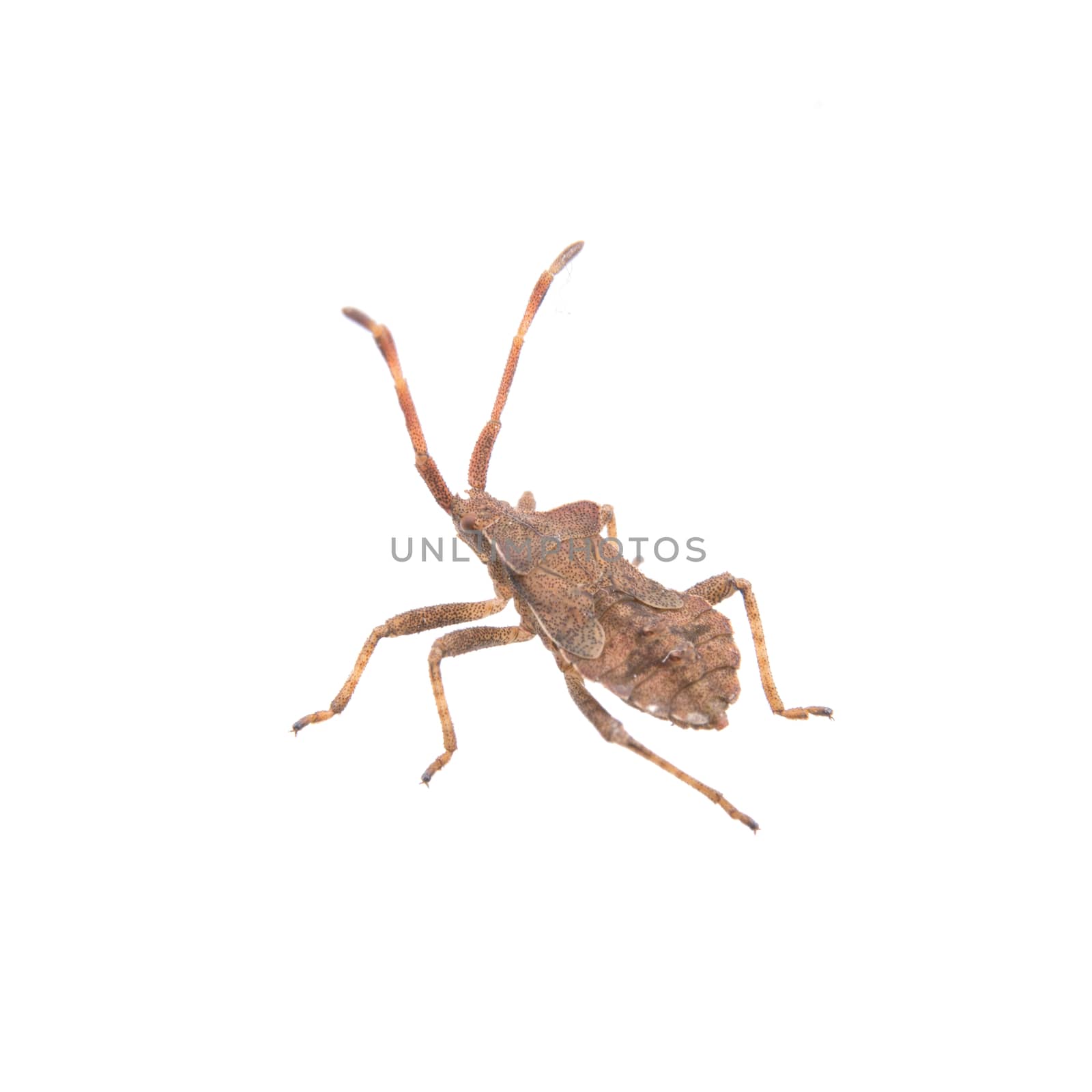 Brown shield bug isolated on a white background