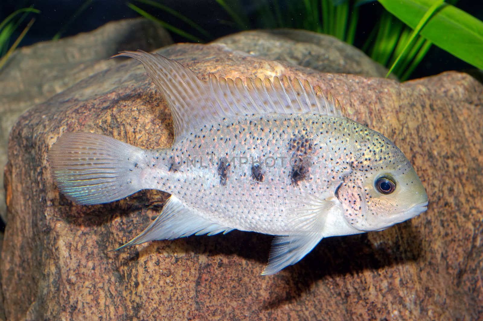 Nice white cichlid fish from genus Vieja.