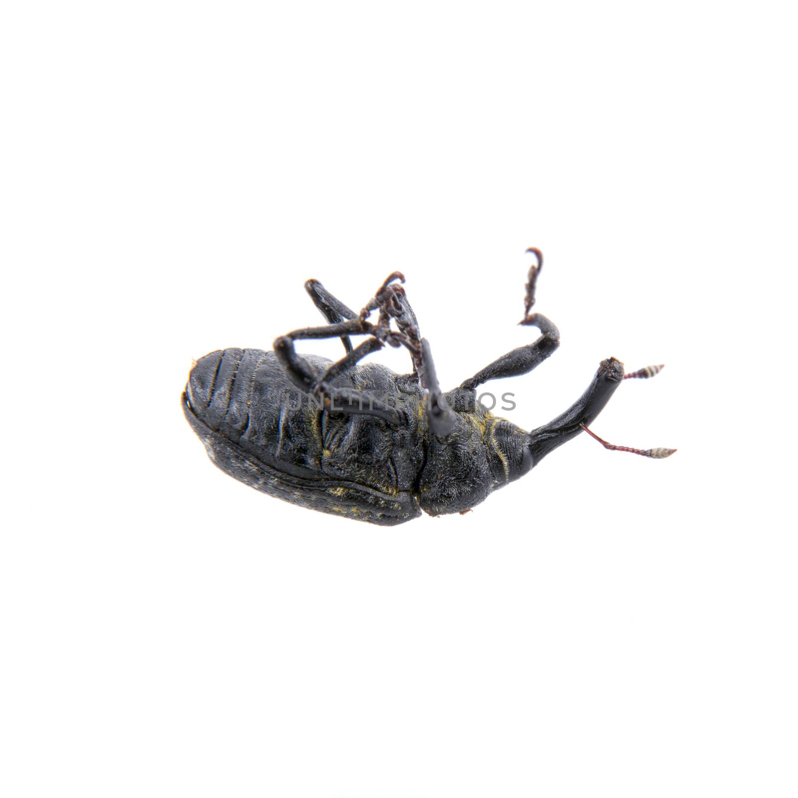 Black bug isolated on a white background