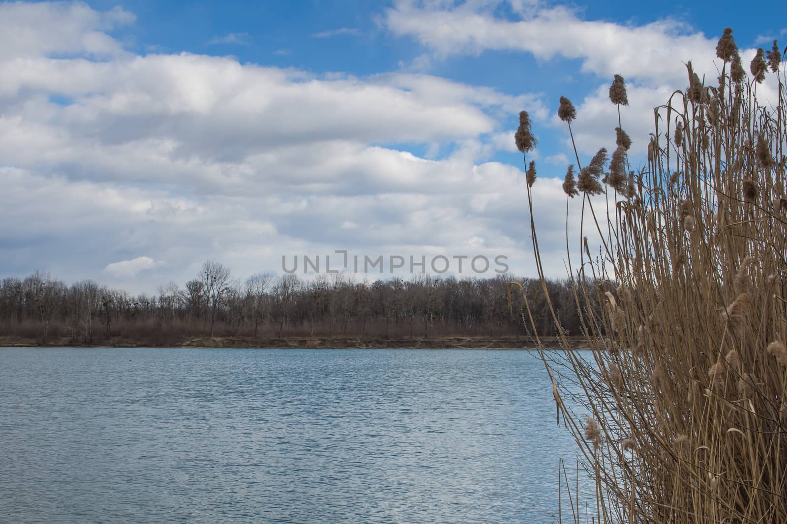 Late winter wind making waves on the surface of the lake. Cane on the banks, forest on the horizon. Intense clouds on the blue sky.