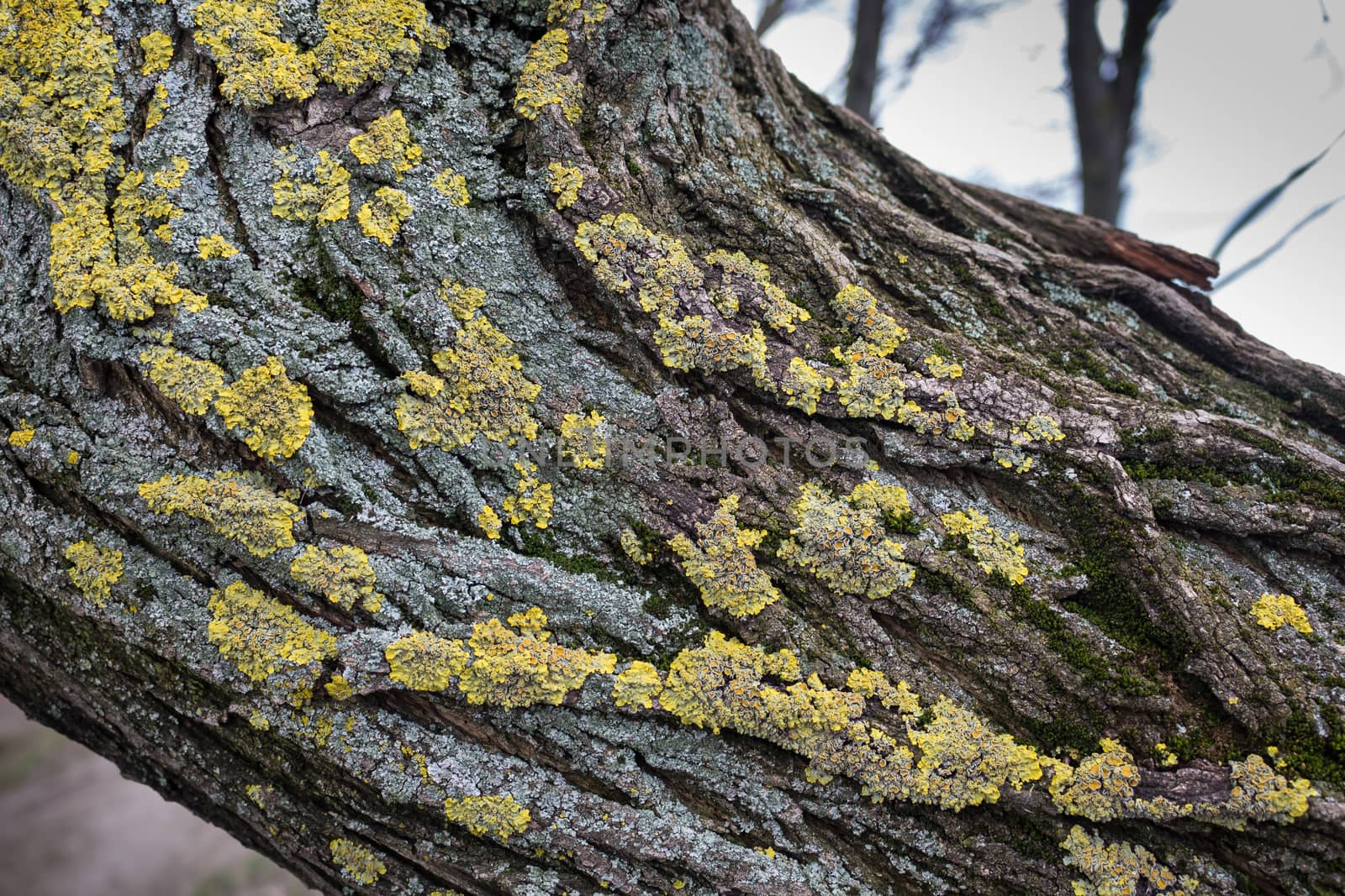 Detail of a tree with lichen by YassminPhoto